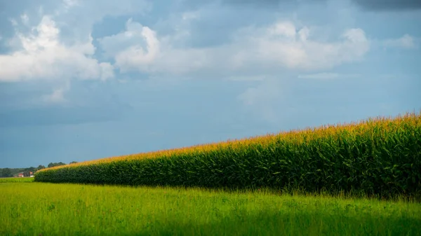 yeşil tarla ve mavi gökyüzü