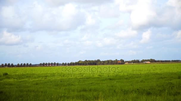 Green field and blue sky — Stock Video