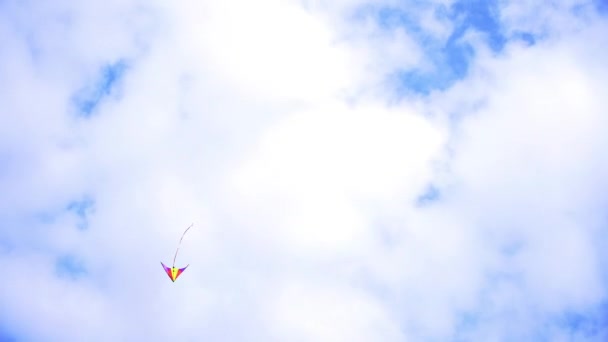 Kite soars in the sky — Stock Video