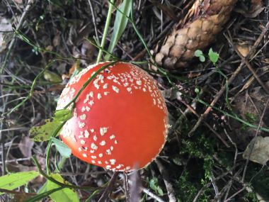 Ormanda kızıl sineklik.