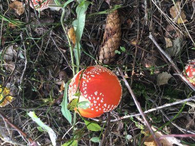 Ormanda kızıl sineklik.