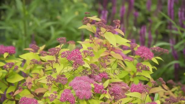 Rote und gelbe Wildblumen in den Beeten — Stockvideo