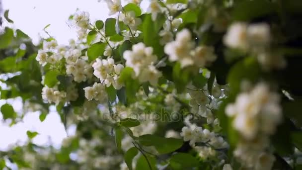 Witte jasmijn bloemen bij zonnig weer — Stockvideo