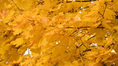 ağaçlarda sonbahar sarı akçaağaç yaprakları