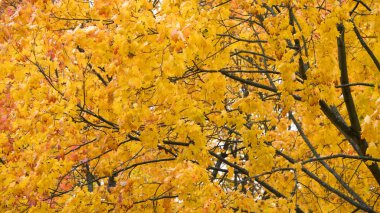 ağaçlarda sonbahar sarı akçaağaç yaprakları