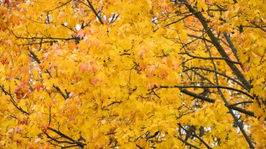 ağaçlarda sonbahar sarı akçaağaç yaprakları