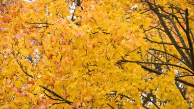 ağaçlarda sonbahar sarı akçaağaç yaprakları