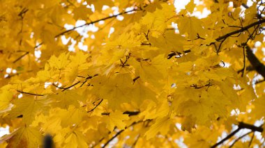 ağaçlarda sonbahar sarı akçaağaç yaprakları