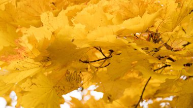 ağaçlarda sonbahar sarı akçaağaç yaprakları