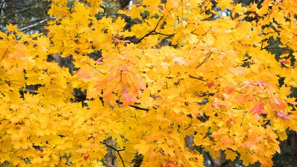 가 나무에 노란 단풍 — 스톡 사진
