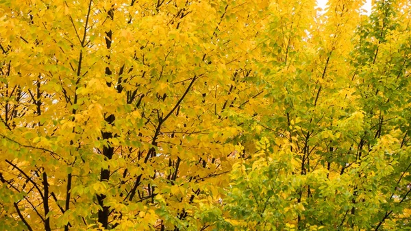 Outono folhas de bordo amarelas nas árvores — Fotografia de Stock