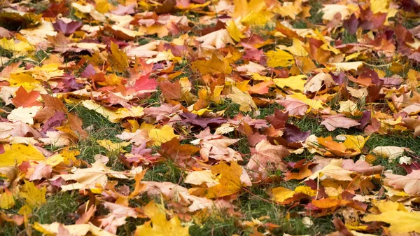 sonbahar: sarı ve kırmızı yaprakları çim üzerinde yalan