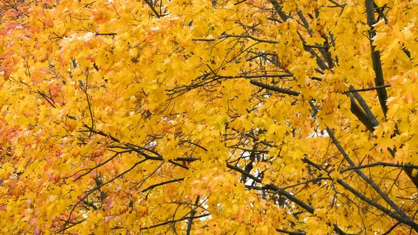 ağaçlarda sonbahar sarı akçaağaç yaprakları