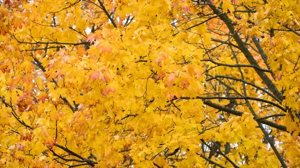 ağaçlarda sonbahar sarı akçaağaç yaprakları