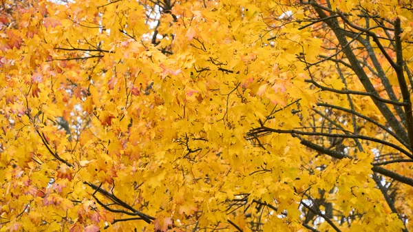 ağaçlarda sonbahar sarı akçaağaç yaprakları