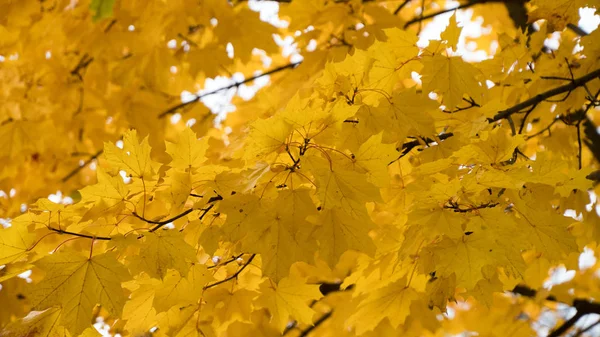 ağaçlarda sonbahar sarı akçaağaç yaprakları