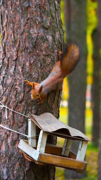 Sincap Ağaçta Oturur