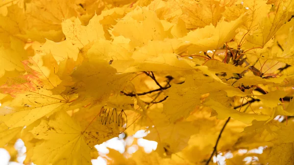 ağaçlarda sonbahar sarı akçaağaç yaprakları