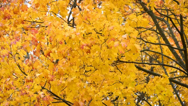 ağaçlarda sonbahar sarı akçaağaç yaprakları