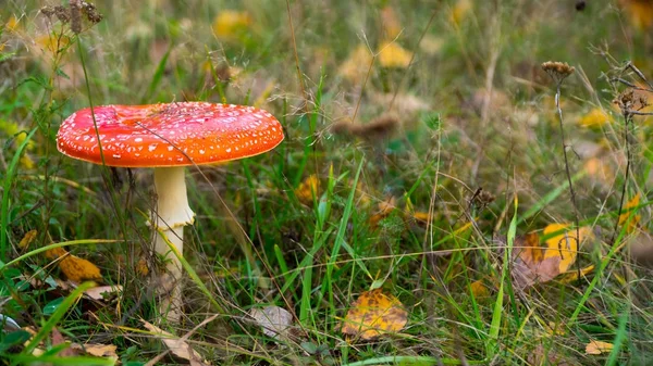 The fly agaric in green grass — Stock Photo, Image