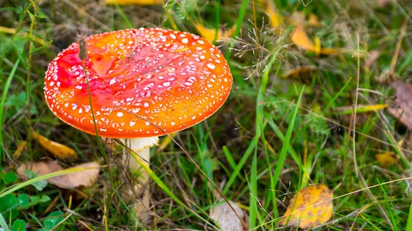 sinek agaric yeşil çim