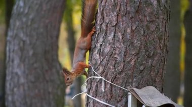 Sincap ağaçta oturuyor ve yalak yiyor