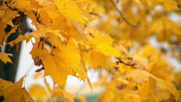 Otoño hojas de arce amarillo balanceándose en el viento — Vídeos de Stock