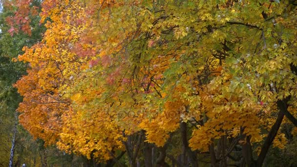 Осінні жовті кленові дерева на вітрі — стокове відео