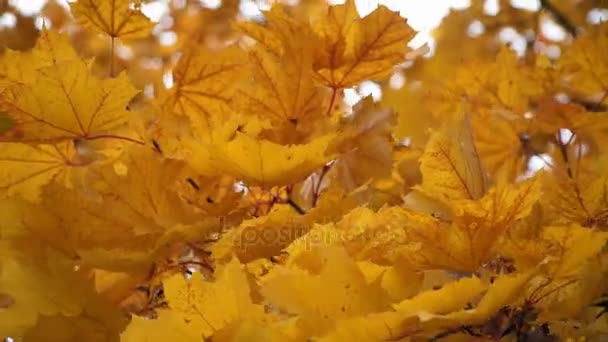 Foglie d'acero giallo autunno ondeggianti nel vento — Video Stock