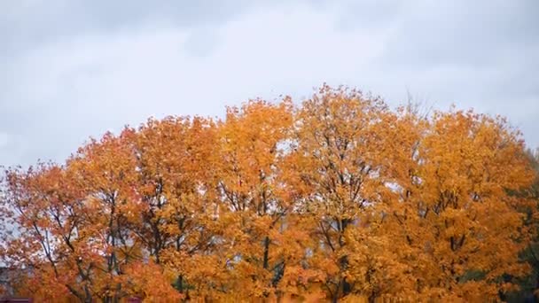 秋天的黄色枫叶树木在风中 — 图库视频影像