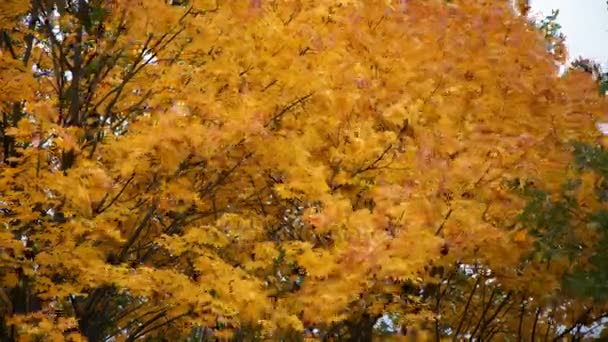 Feuilles d'érable jaune automnales oscillant dans le vent — Video