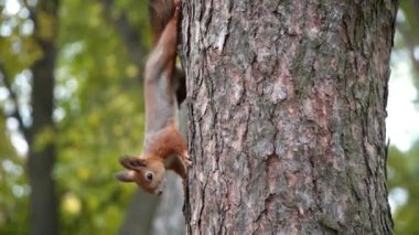 Sincap ağaçta oturuyor ve yalak yiyor