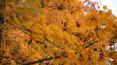 Sonbahar sarı akçaağaç rüzgarda