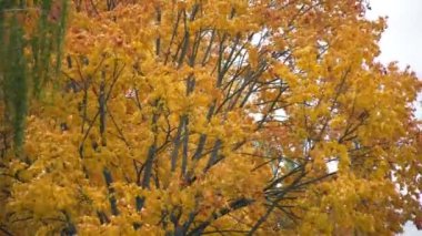 sonbahar: sarı ve kırmızı yaprakları ağaçta