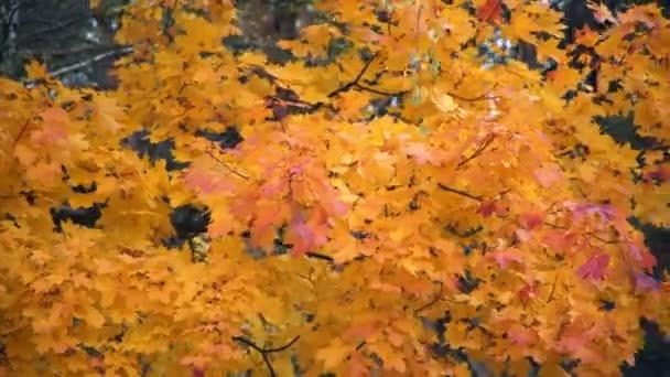 Осіннє жовте листя клена, що погойдується на вітрі — стокове відео