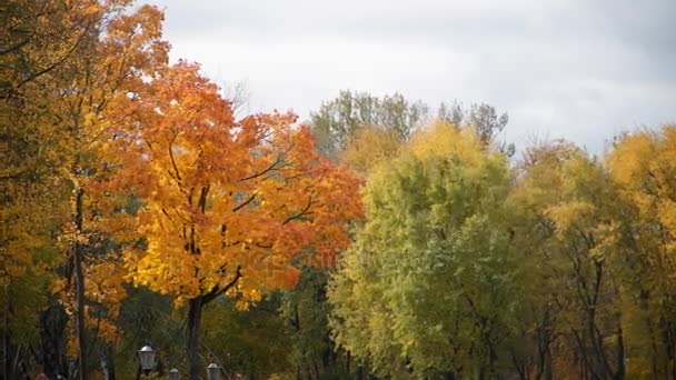 Árboles de arce amarillo otoño en el viento — Vídeo de stock