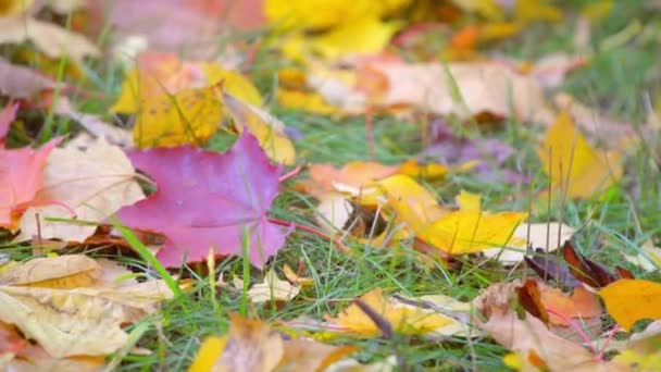Осень: на траве лежат желтые и красные листья — стоковое видео