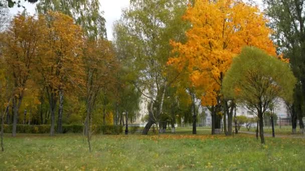 Jesień: żółte i czerwone liście na drzewach — Wideo stockowe