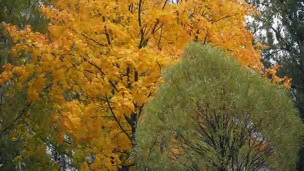 Φθινόπωρο: κίτρινα και κόκκινα φύλλα στα δέντρα — Αρχείο Βίντεο