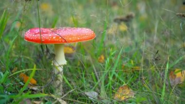 Vahşi amanita muscaria sinek agaric mantar tam Bloom