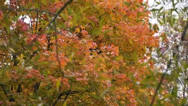 Herfst: groen, geel en rood bladeren aan de bomen — Stockvideo