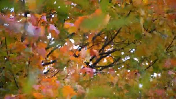 automne : feuilles vertes, jaunes et rouges sur les arbres 