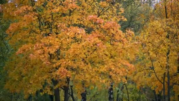 Outono: folhas amarelas e vermelhas em árvores — Vídeo de Stock