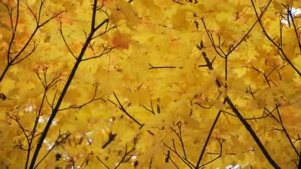 Árboles de arce amarillo otoño en el viento — Vídeo de stock