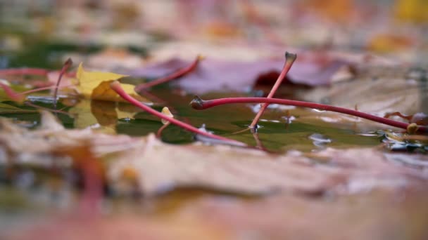 Otoño: hojas rojas, amarillas y verdes yacen en un charco — Vídeo de stock