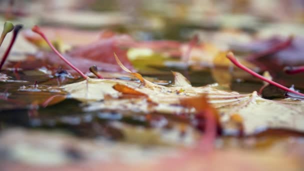 Осень: красные, желтые и зеленые листья лежат в луже — стоковое видео