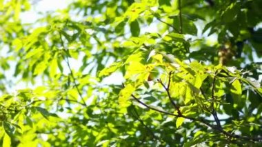 Güzel yeşil yaprakları ve ağaç üzerinde kırmızı meyveler