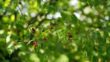 Güzel yeşil yaprakları ve ağaç üzerinde kırmızı meyveler