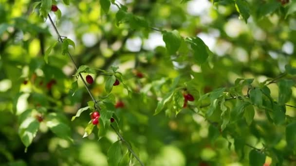 Schöne grüne Blätter und rote Beeren auf dem Baum — Stockvideo