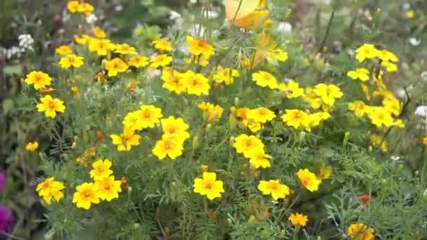 Helianthemum желтые цветы раскачиваются на ветру — стоковое видео